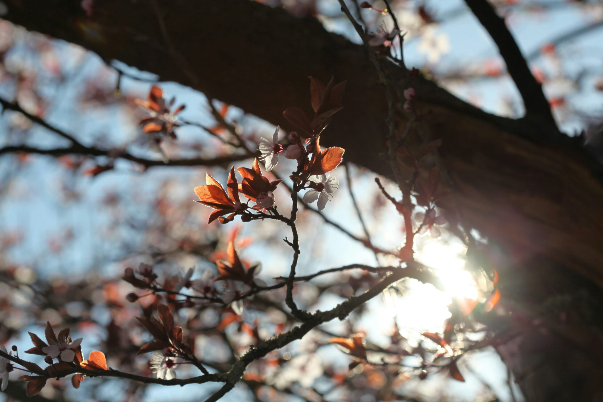 sunlight cherry blossom image for couples therapy in stockholm and online google meet zoom